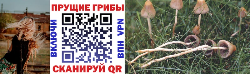 Купить  Тутаев  Галлюциногенные грибы Psilocybe 